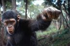 فروش ۱۲۹ میلیون دلاری فیلم «پادشاهی سیاره میمون‌ها»